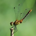 Blutrote Heidelibelle (Sympetrum sanguineum)